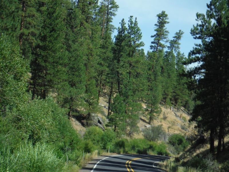 Exploring Forest Roads and Scenic Drives