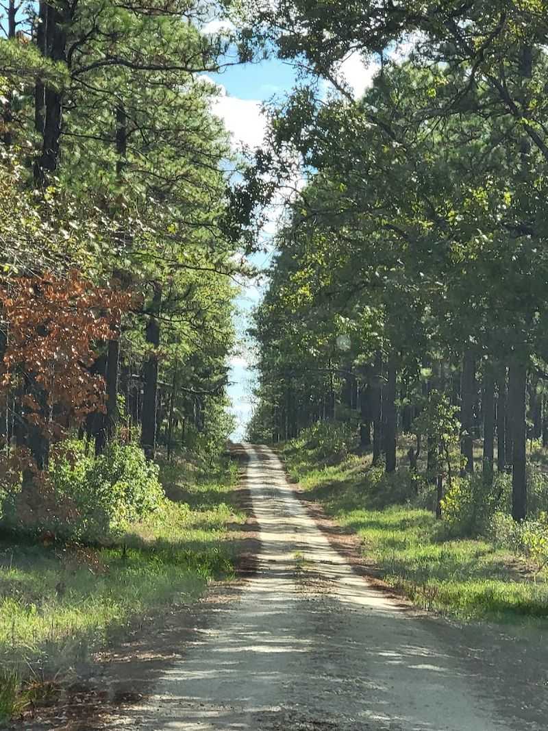 Getting There: The Drive Down Forest Service Road 313