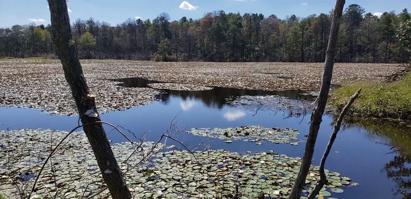 The Beaver Dam That Stops Everyone in Their Tracks