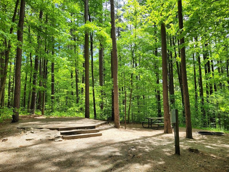 Camping Under the Pines at Indian-Celina