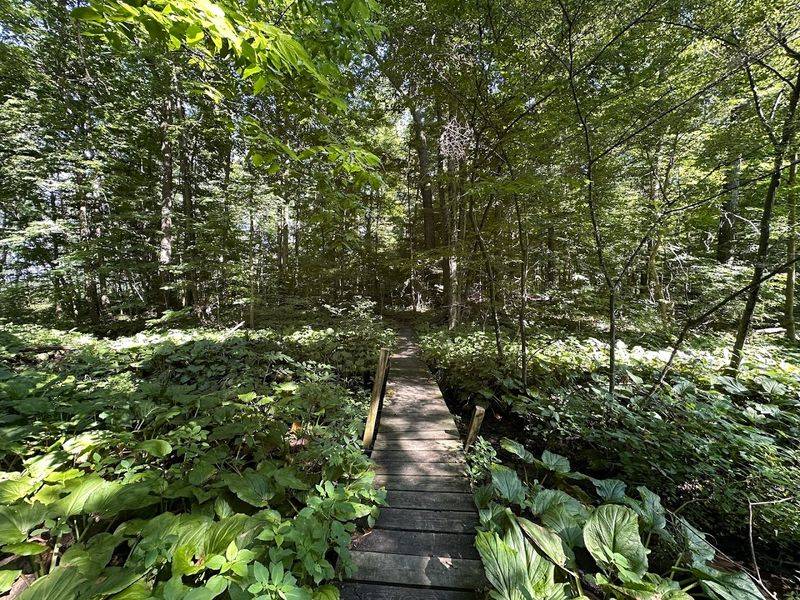 Old-Growth Forest That Shows What Indiana Once Looked Like
