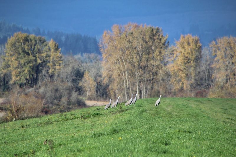 Sauvie Island Wildlife Area, Portland, Oregon