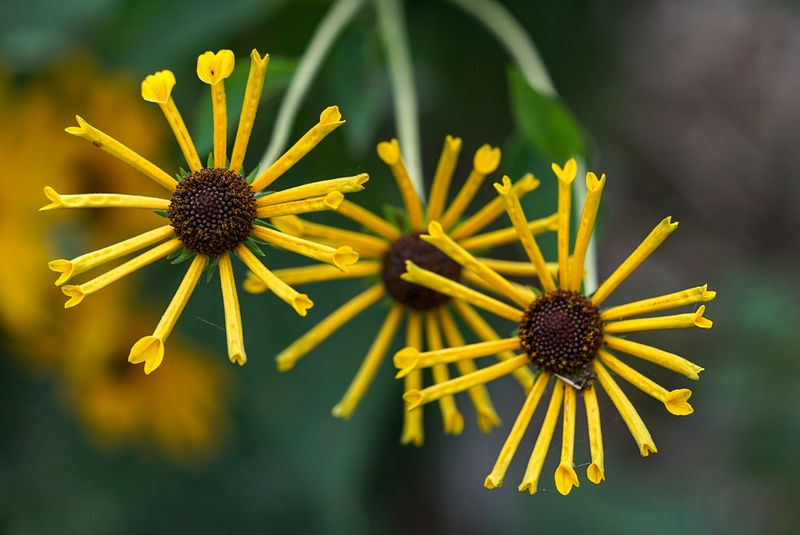 Seasonal Blooms That Change the Whole Mood of the Garden