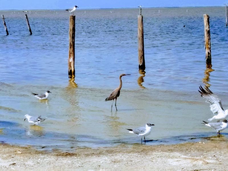 Bird Watching That Draws Visitors From Across the Country