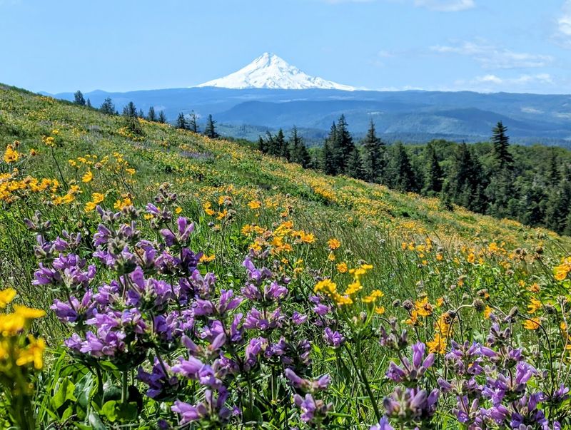 What Makes Tom McCall Point So Special