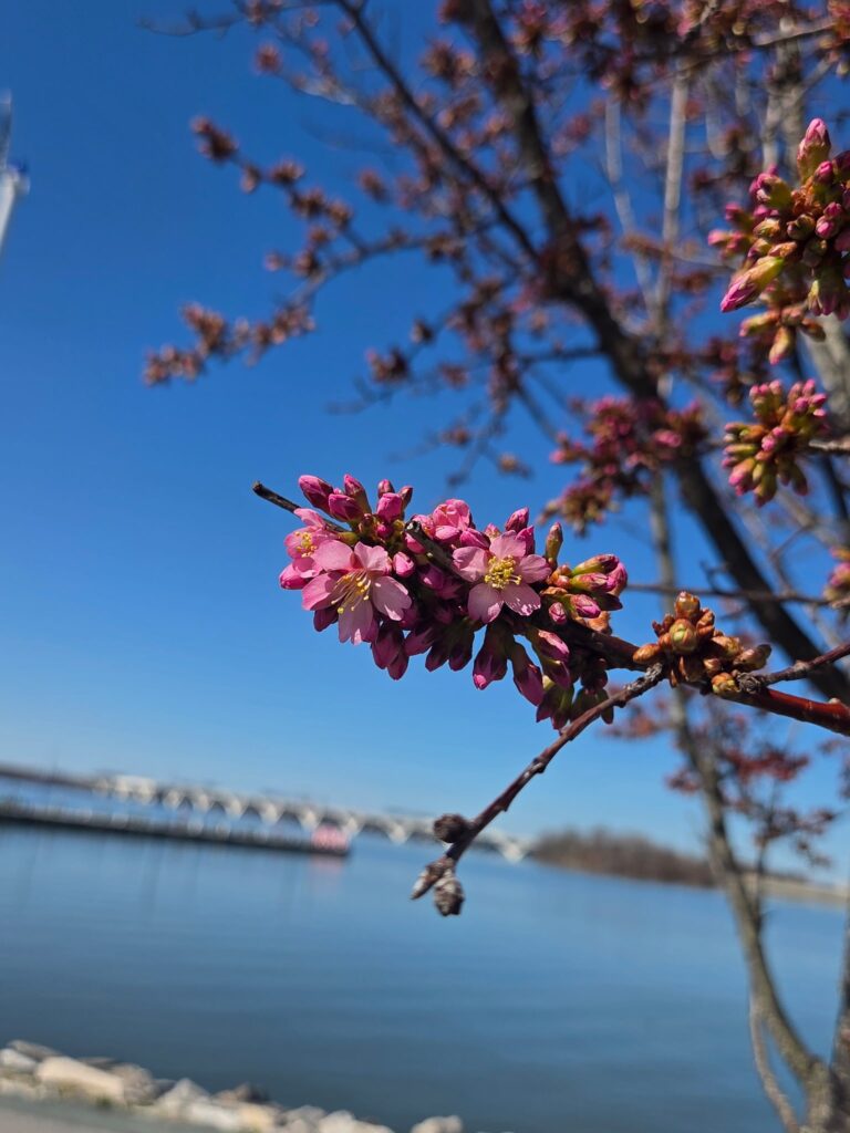 Okame cherry trees bloomed in early March in Washington DC. Photo c. National Harbor