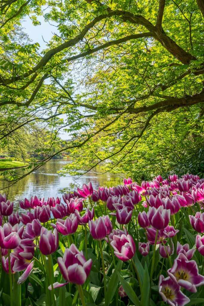 Tour Keukenhof Gardens tulip blooms on a Rhine River family cruise. Photo c. Corinne Cotard for CroisiEruope.