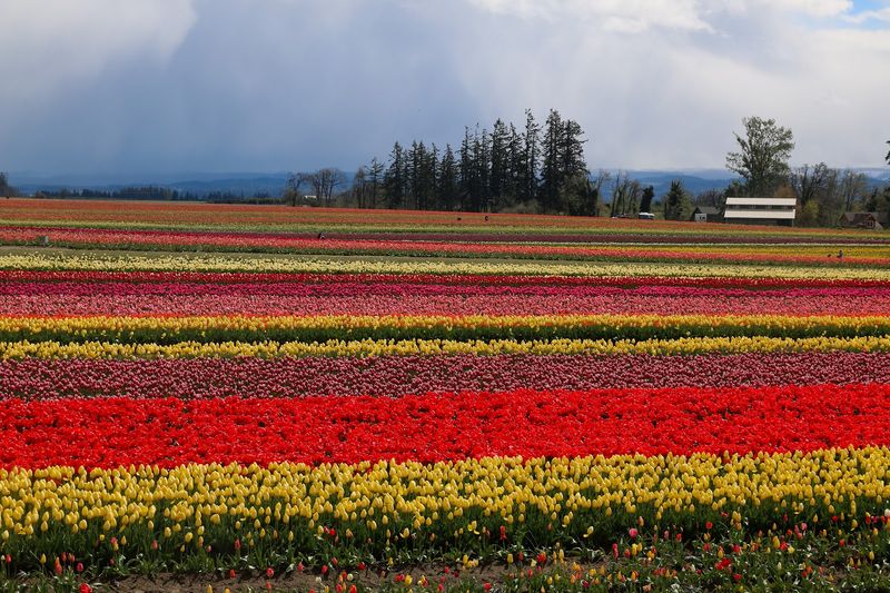 Wooden Shoe Tulip Festival, Woodburn, Oregon
