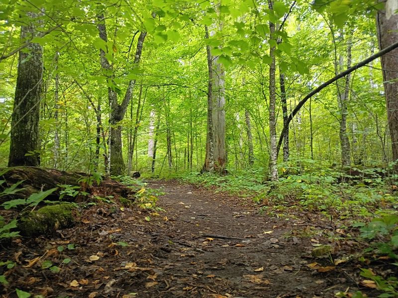Hike the Lost Forty, Chippewa National Forest, Minnesota
