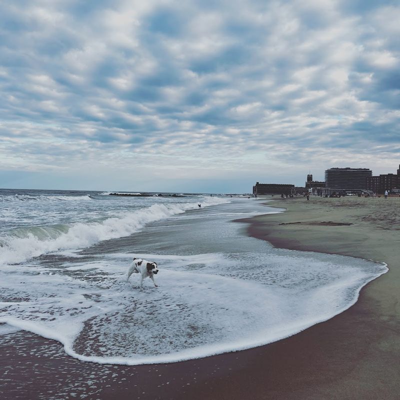 Asbury Park Dog Beach