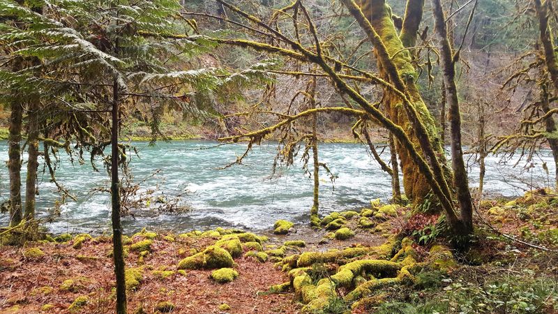 The North Umpqua River Running Alongside the Trail