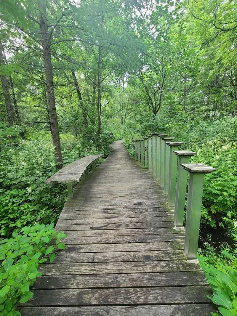 The Narnia-Like Boardwalk Through the Bog