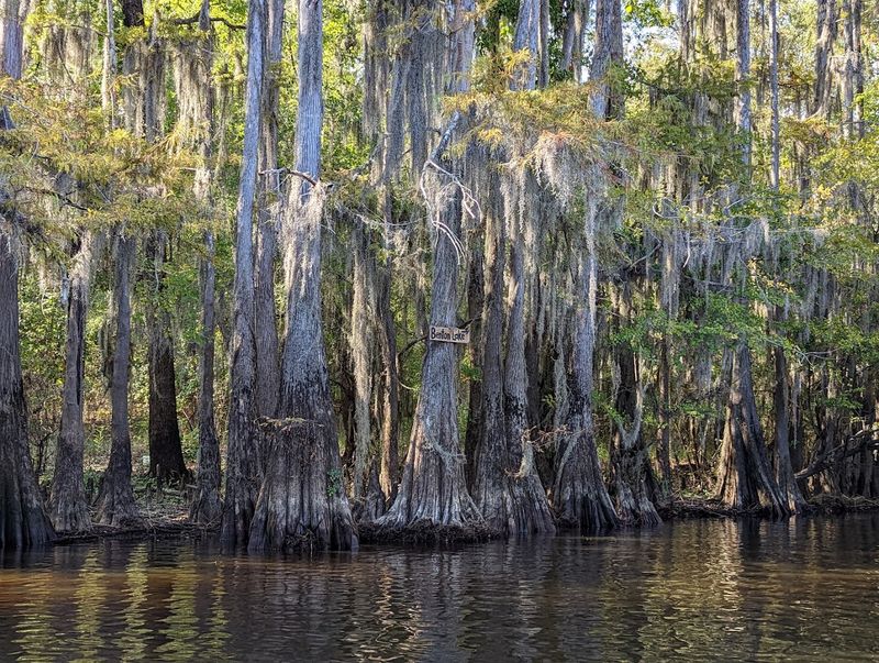 Caddo Lake State Park