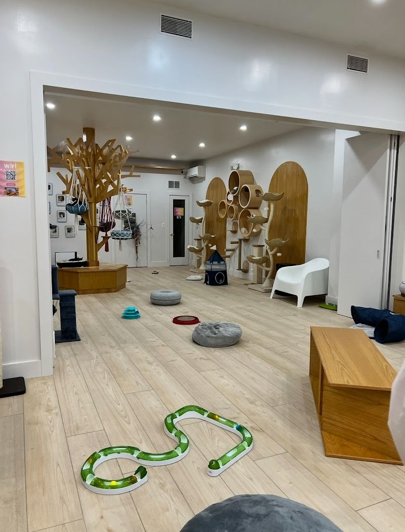 The 10 Foot High Meow Wall For Climbing