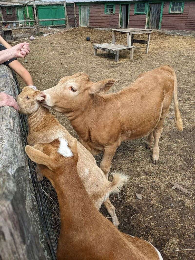 The 2026 Baby Animal Days Ends At 5 Pm