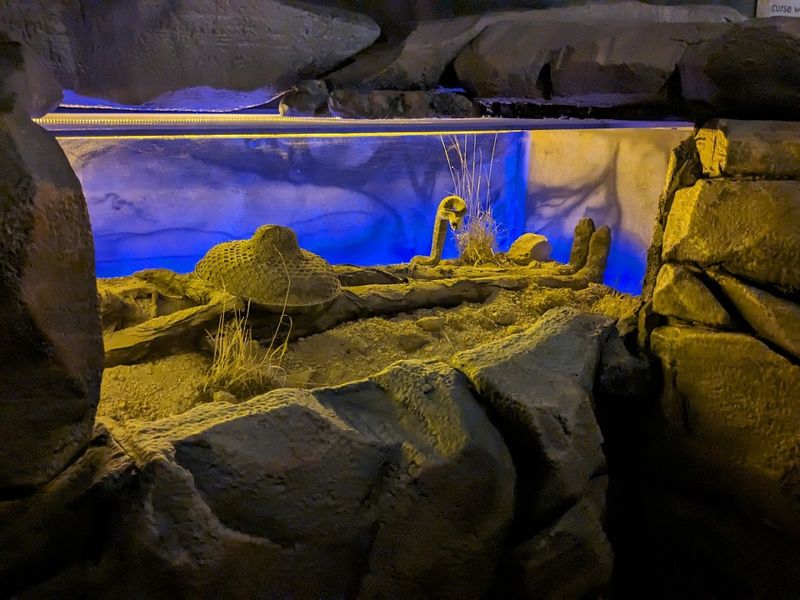 The Mummified Mother And Child Under Scratched Plexiglass