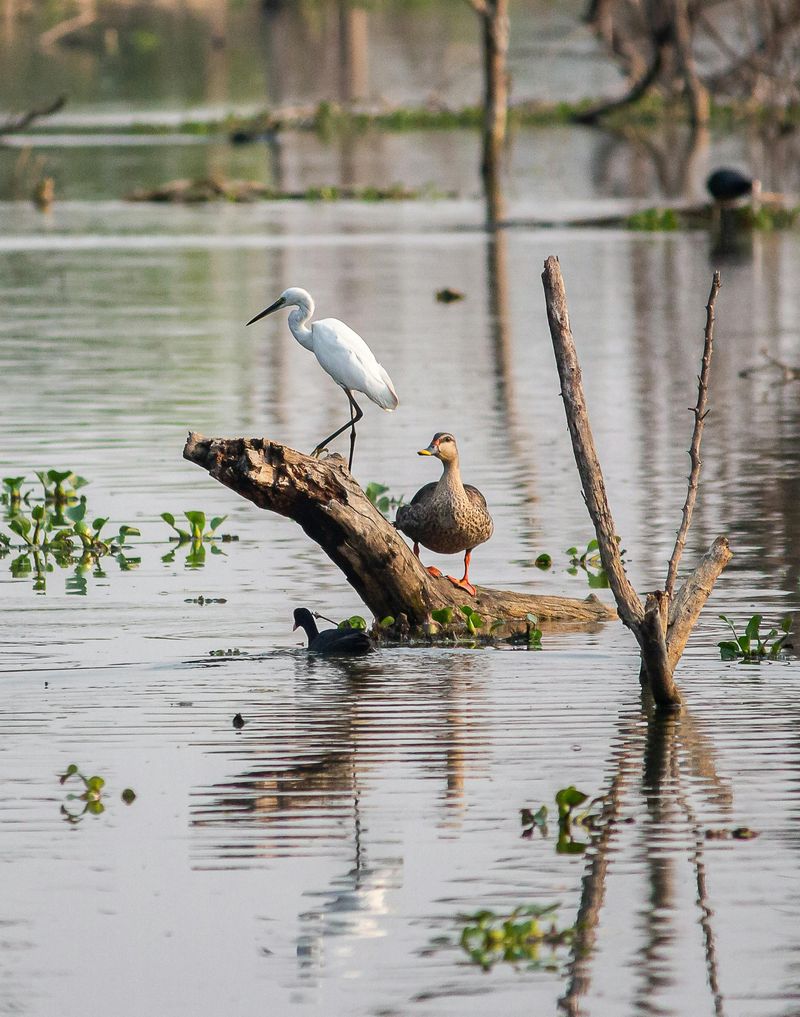 Bird Watching That Rivals Dedicated Sanctuaries