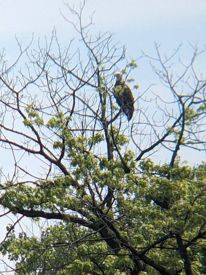 Wildlife That Will Absolutely Steal the Show