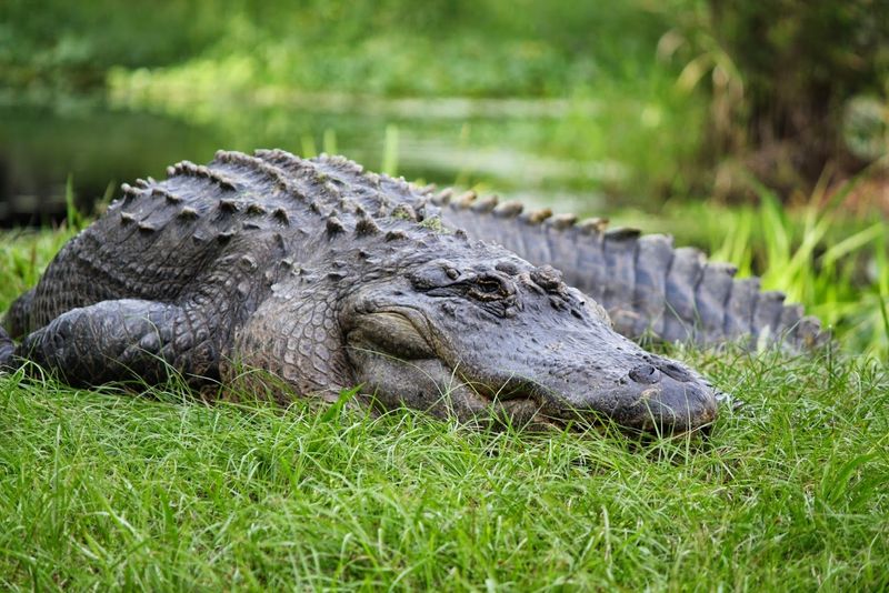Mercury in the Alligators Is a Serious Warning Sign