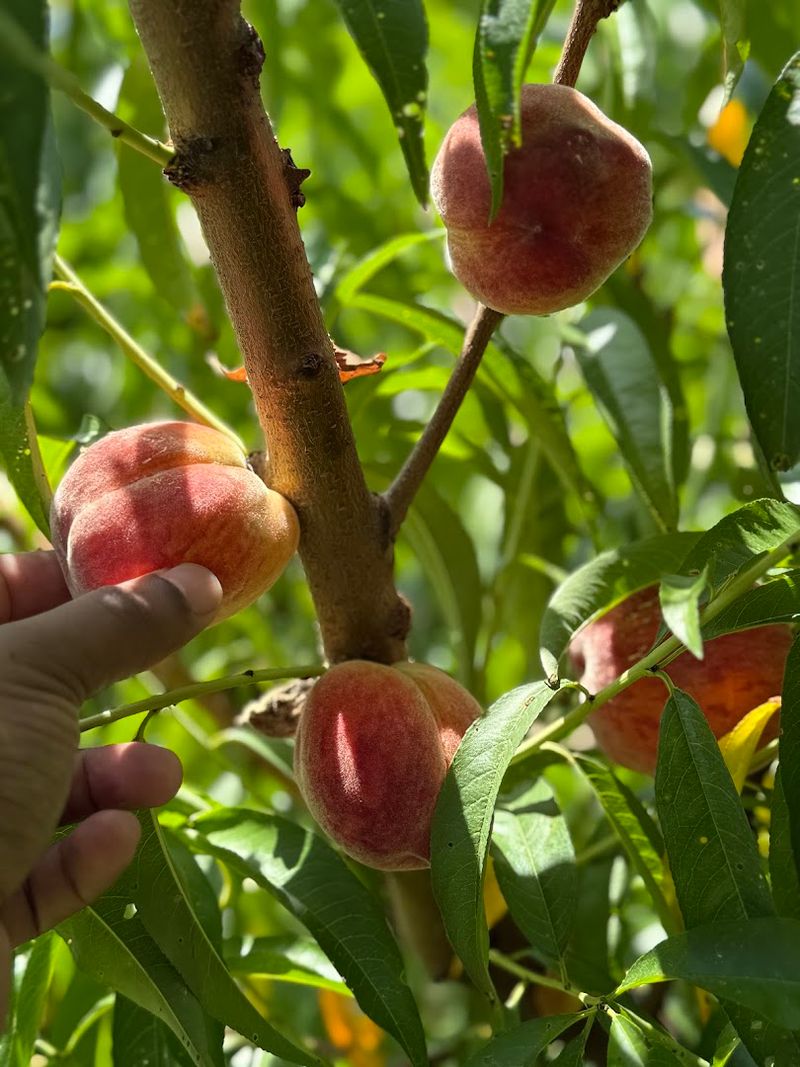 Orchard Fruit That Steals The Spotlight