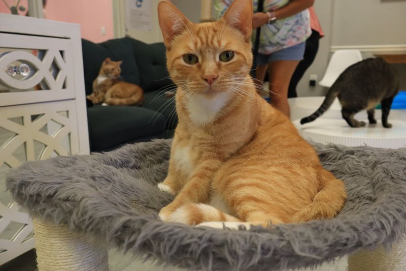 Fifty Plus Rescued Cats Roaming The Lounge