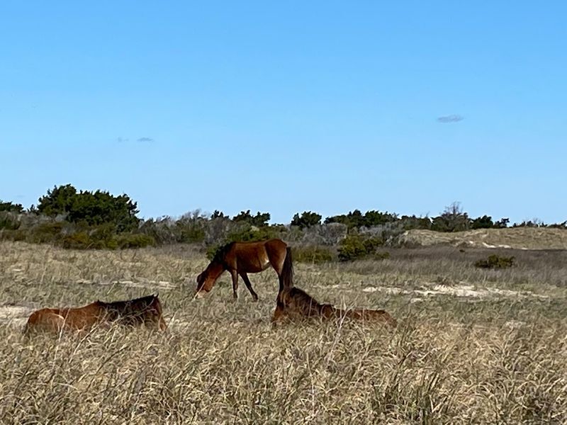The Gateway To Cape Lookout's Wild Horses And Lighthouse