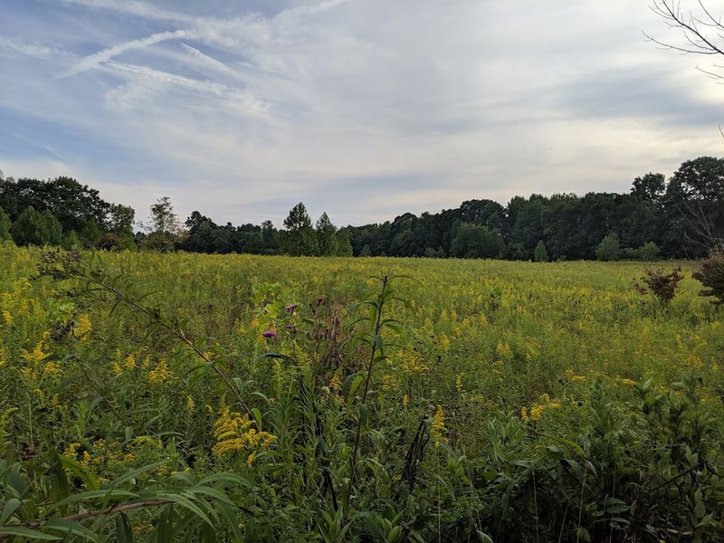 Educational Opportunities and Conservation Programs Worth Experiencing