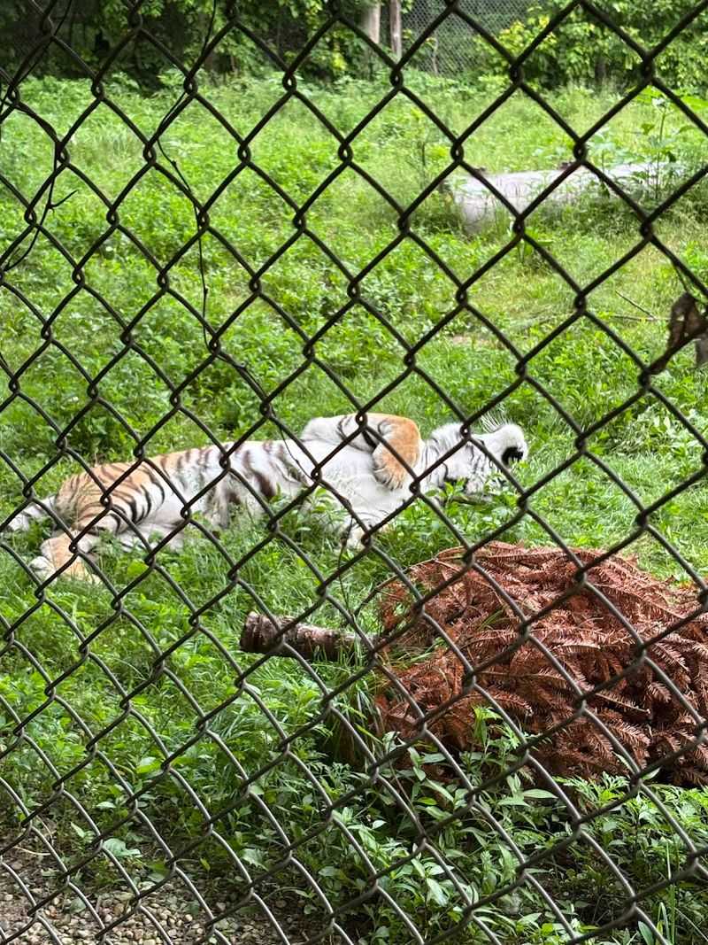 Volunteer and Internship Programs for Hands-On Impact