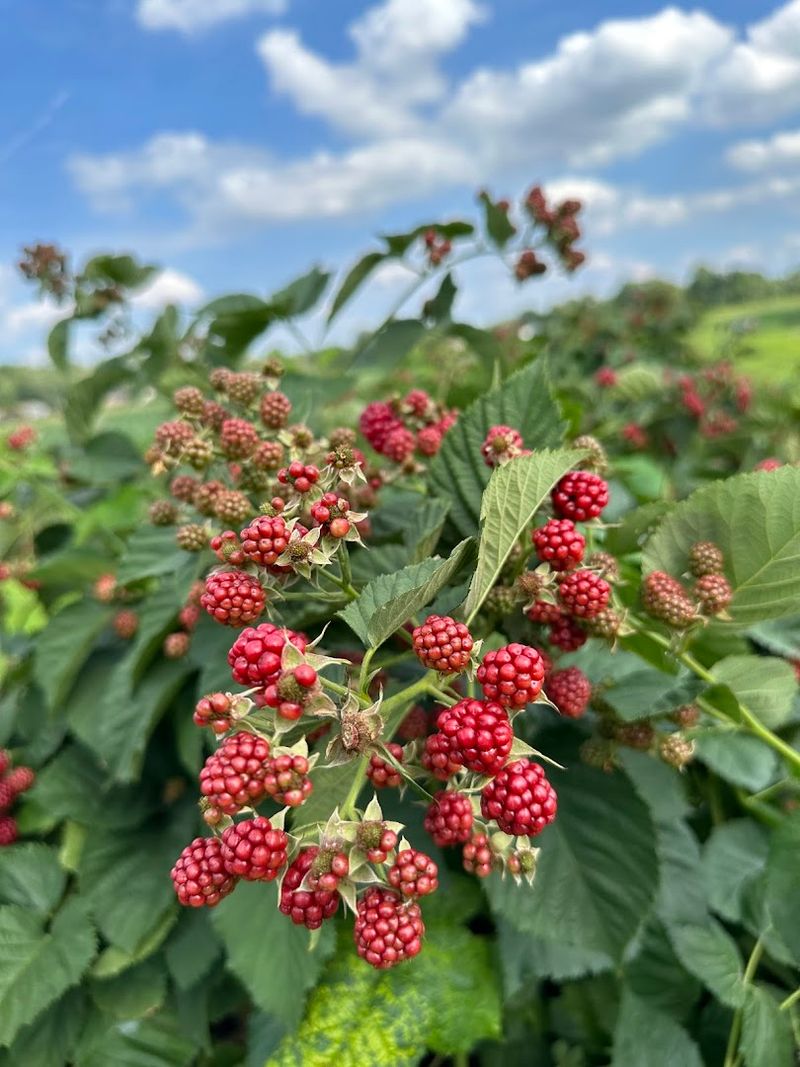 How Pick-Your-Own Changed New Jersey Farming Forever