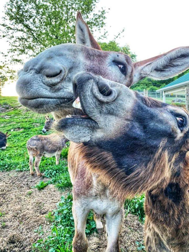 Meet the Donkeys: The Real Stars of the Farm