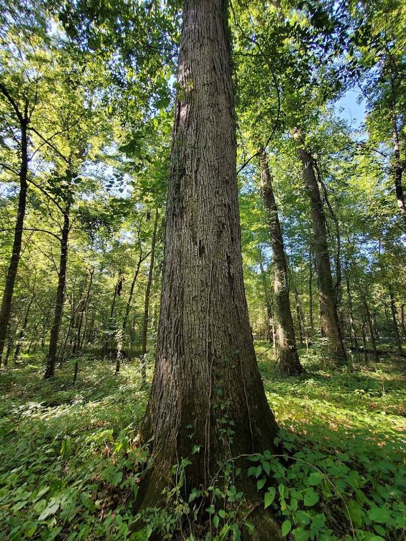 Champion Trees That Hold Official Records