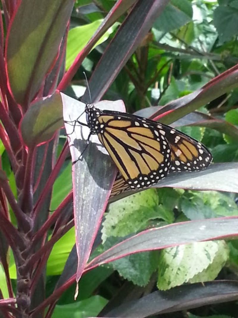 The Butterfly House That Stole Every Heart