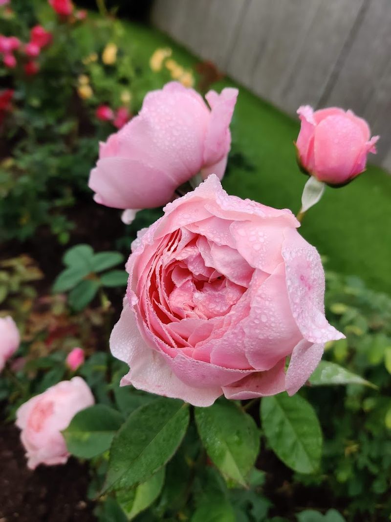 Roses So Stunning They Deserve Their Own Postcard