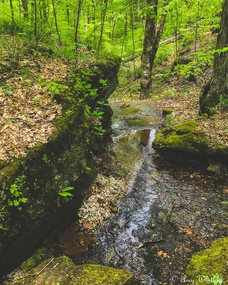 Conservation-Driven Land That Stays Pristine