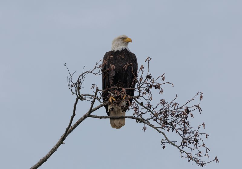 Bald Eagles Nesting Directly Above the Boardwalk