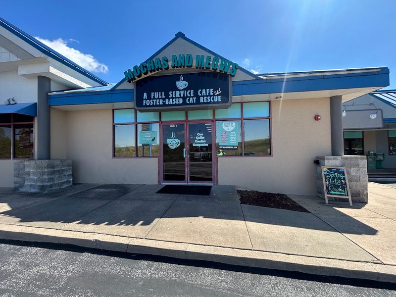 Why Mochas and Meows Belongs on Every Branson Trip