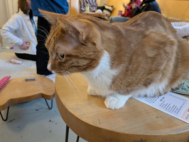 The Cat Room With Tables Shaped Like Cat Heads