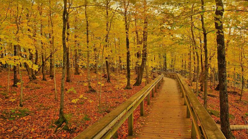 A Carpet Of Color When Autumn Sets The Porkies Ablaze