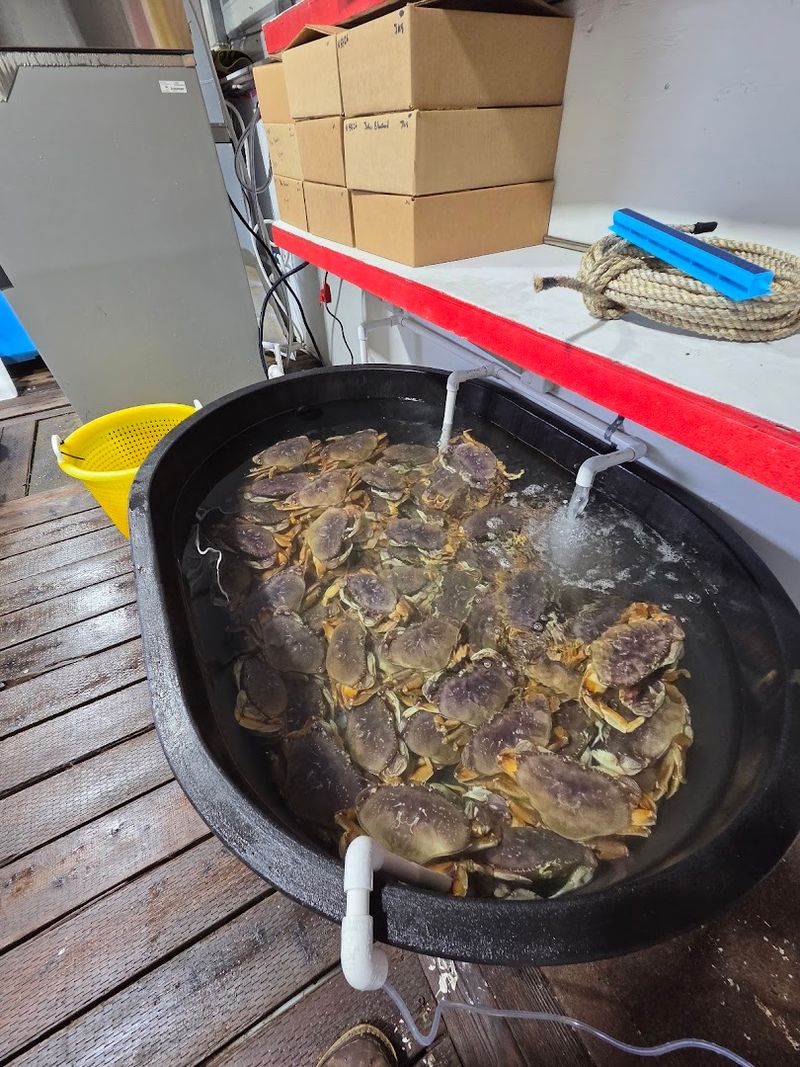 Live Dungeness Crab You Can Pick Yourself