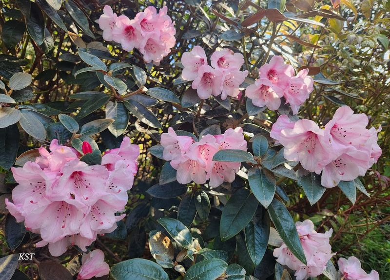 Rhododendrons That Will Stop You in Your Tracks