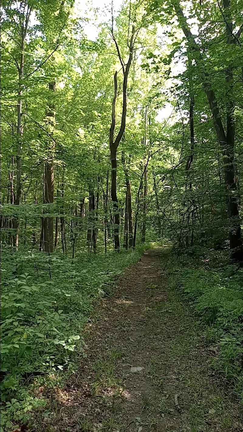 True Solitude on a 42-Mile Forest Trail