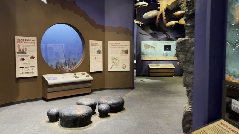 The Discovery Room Where Young Explorers Go Wild