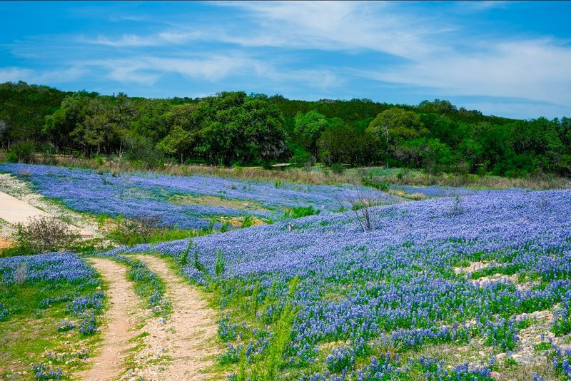 The Bluebonnet Fields That Make Spring Feel Like a Holiday