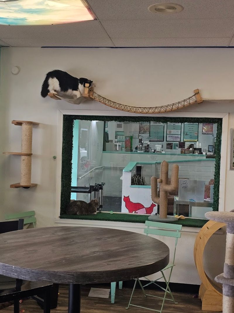 Cat Yoga, Bingo, and More Than You Expected