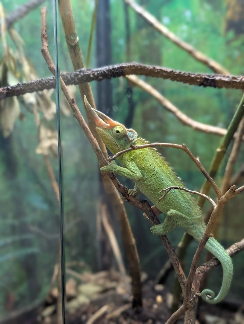 Over 65 Live Reptile Species Calling This Place Home