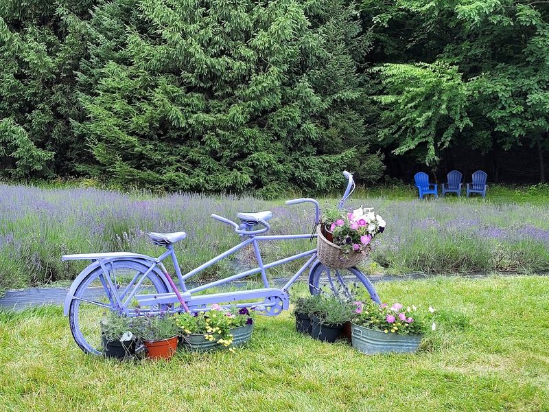 Nearly Ten Rolling Acres of Purple That Defy Expectations