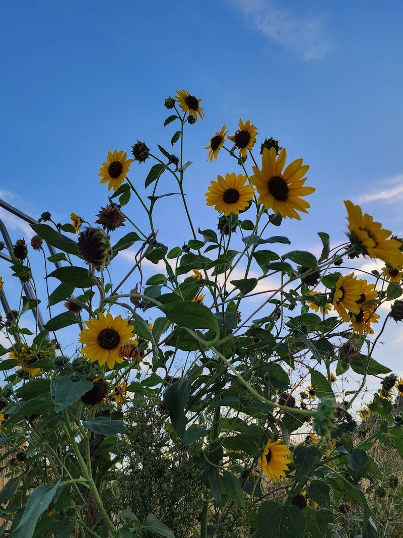 Wildlife and Nature Along the Trail