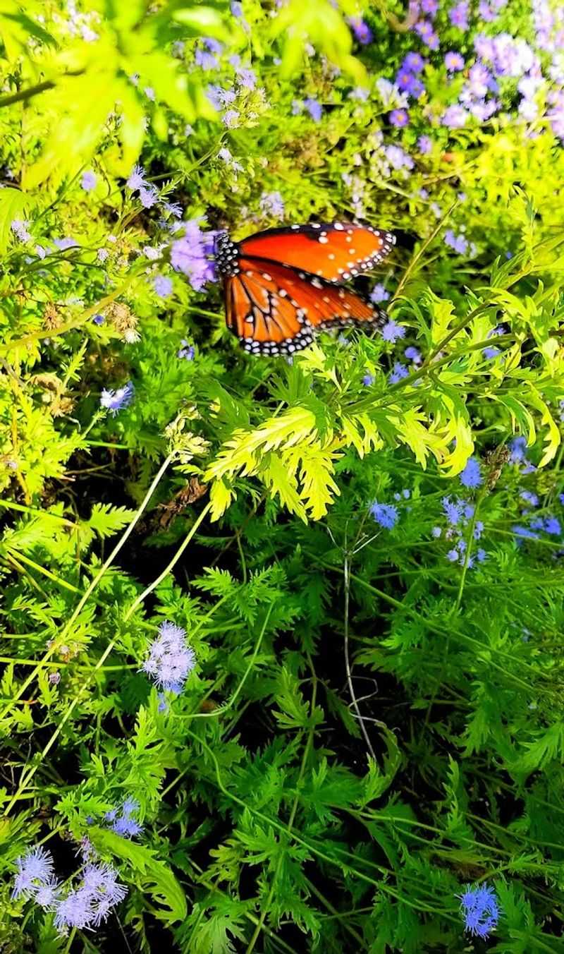 Monarch Butterfly Migration Habitat