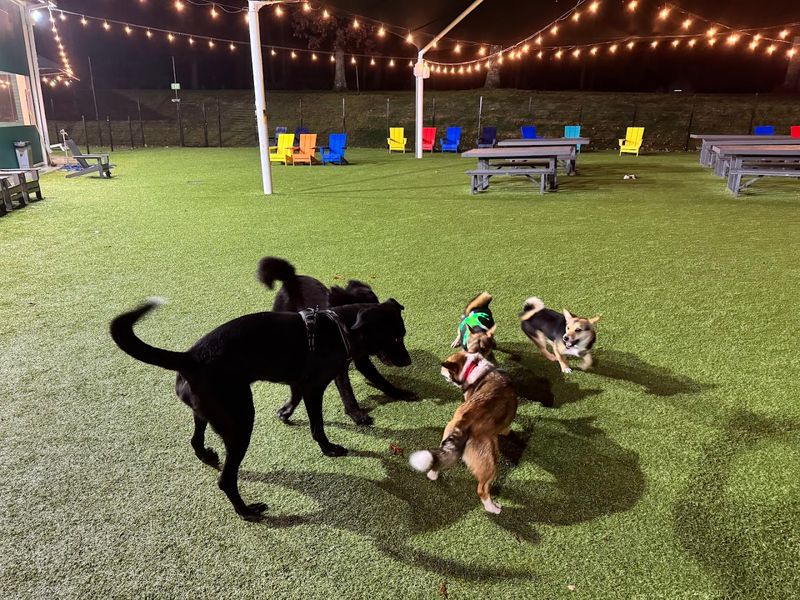 Getting Your Pup Through the Gate: What You Need to Know