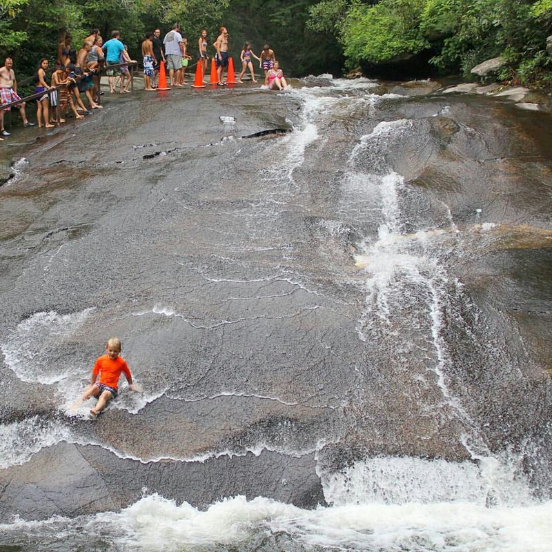 The Joyful Squeals Echoing Through The Forest